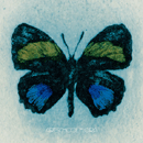 Flora (2007)